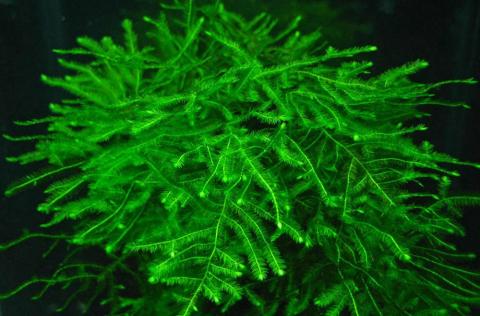 Các loại rêu thủy sinh đẹp và dễ trồng