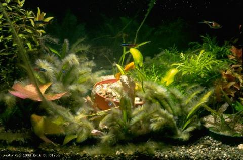 Phòng ngừa và diệt tảo hại cho hồ thủy sinh