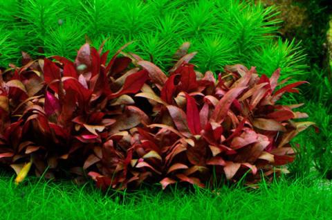 Cách trồng cây lá đỏ thủy sinh